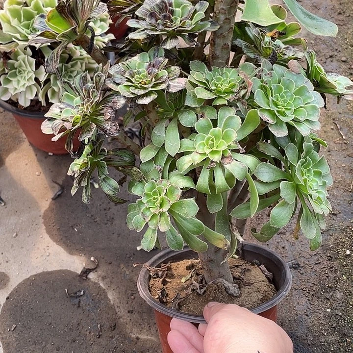 778水墨丹青多肉植物法师