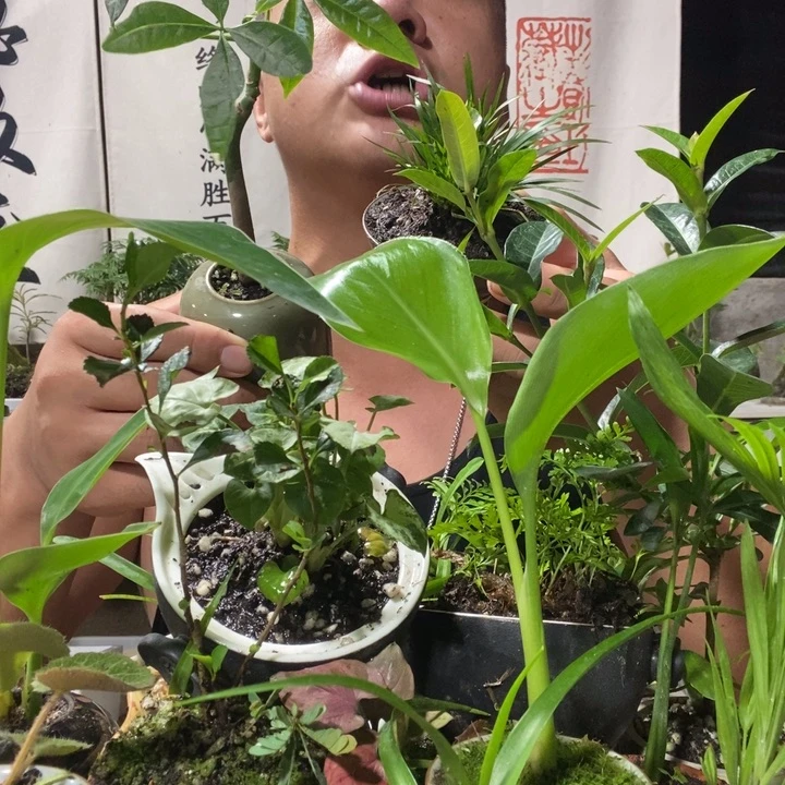 无花朵新手套餐3盆，器型随缘，品种各不同