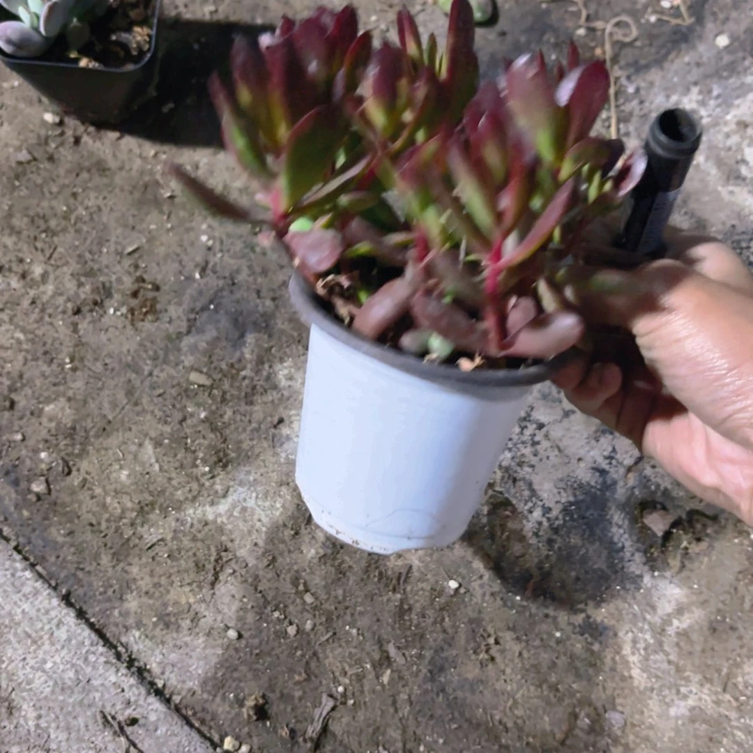 紫蝶新疆包邮9cm新疆包邮