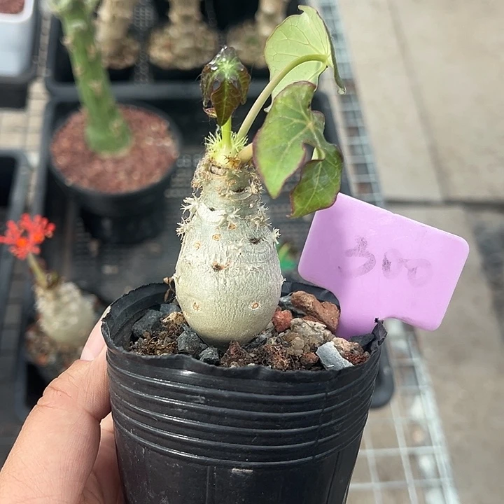 迷你珊瑚油桐多肉植物