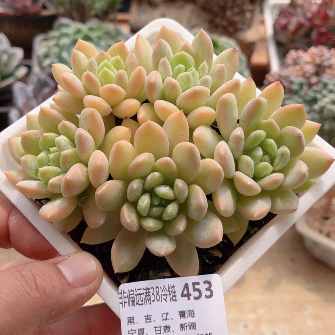 453白泽美人德华多肉