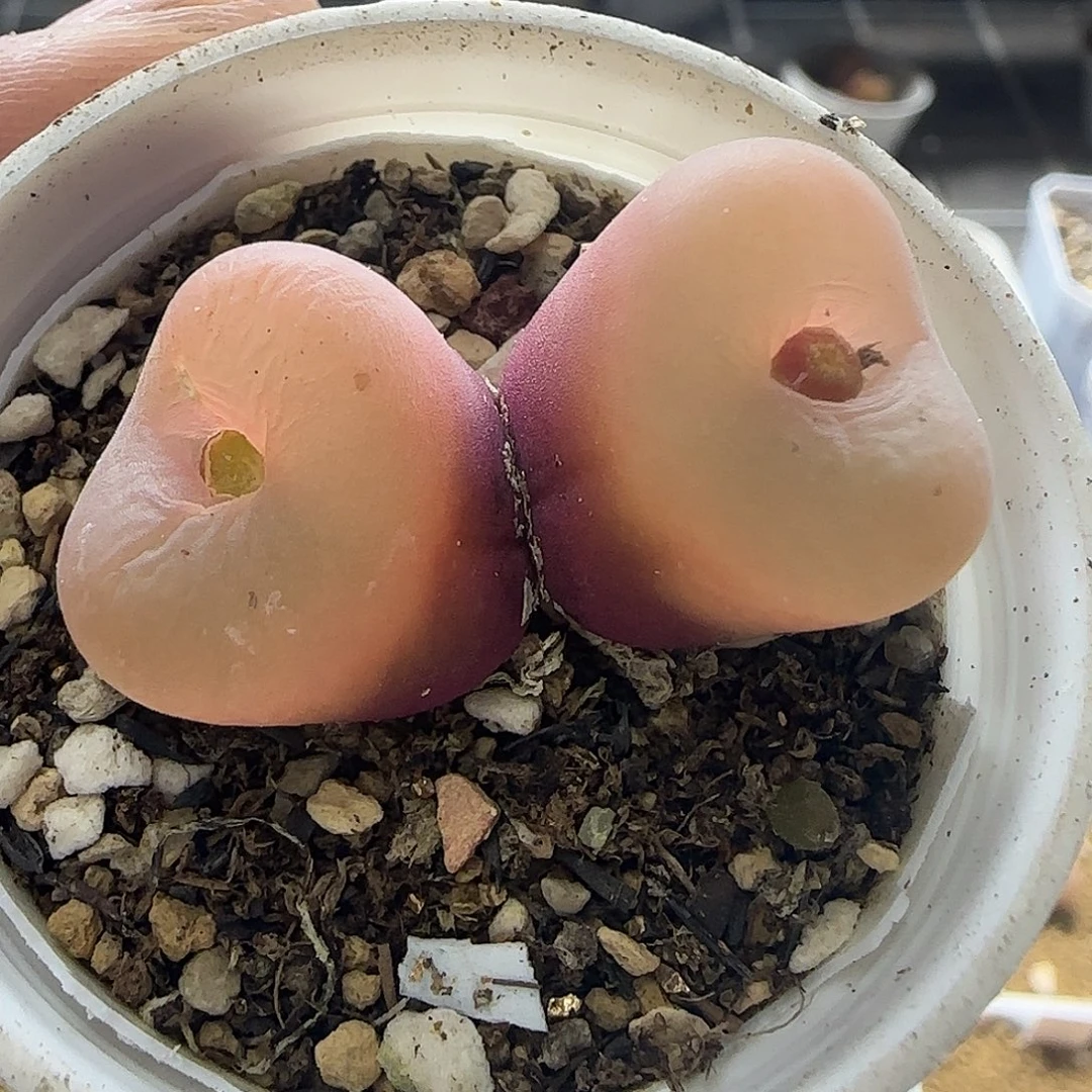 235粉头毛带盆土发货