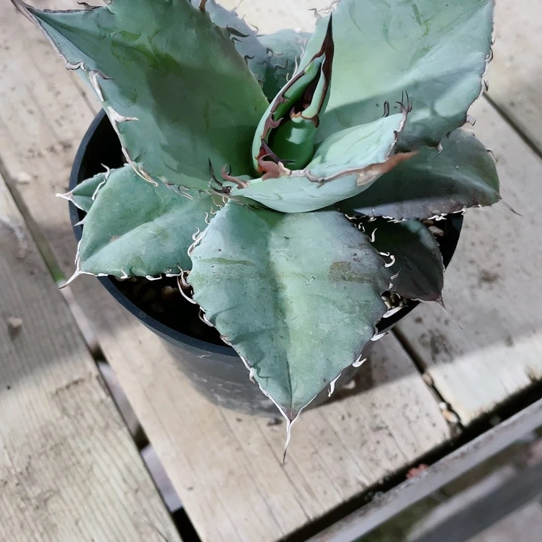 圆叶白冰小苗龙舌兰