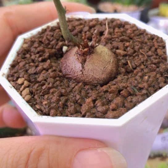 2904，2.4厘米龟甲龙