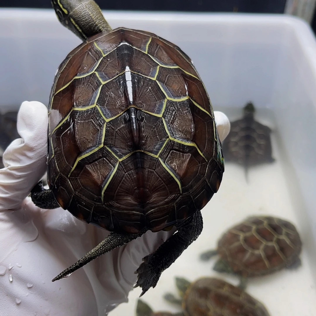 宾***厂中华草龟公母搭配1234566