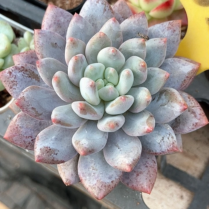 多肉植物半夏552多肉