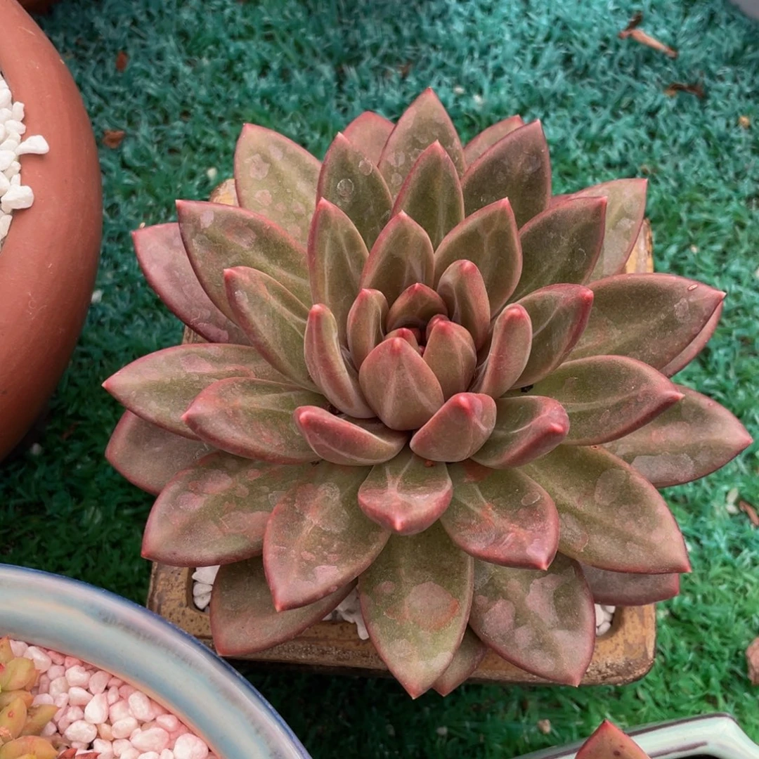 迷雾泡泡多肉植物盆栽