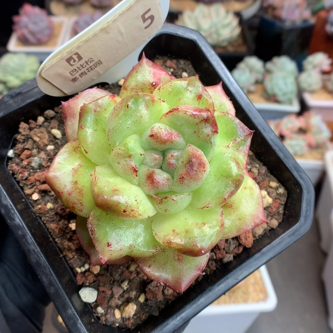 5 冬云石化多肉多肉