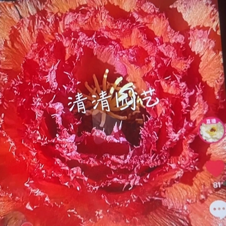 清清醉红颜根仙人球