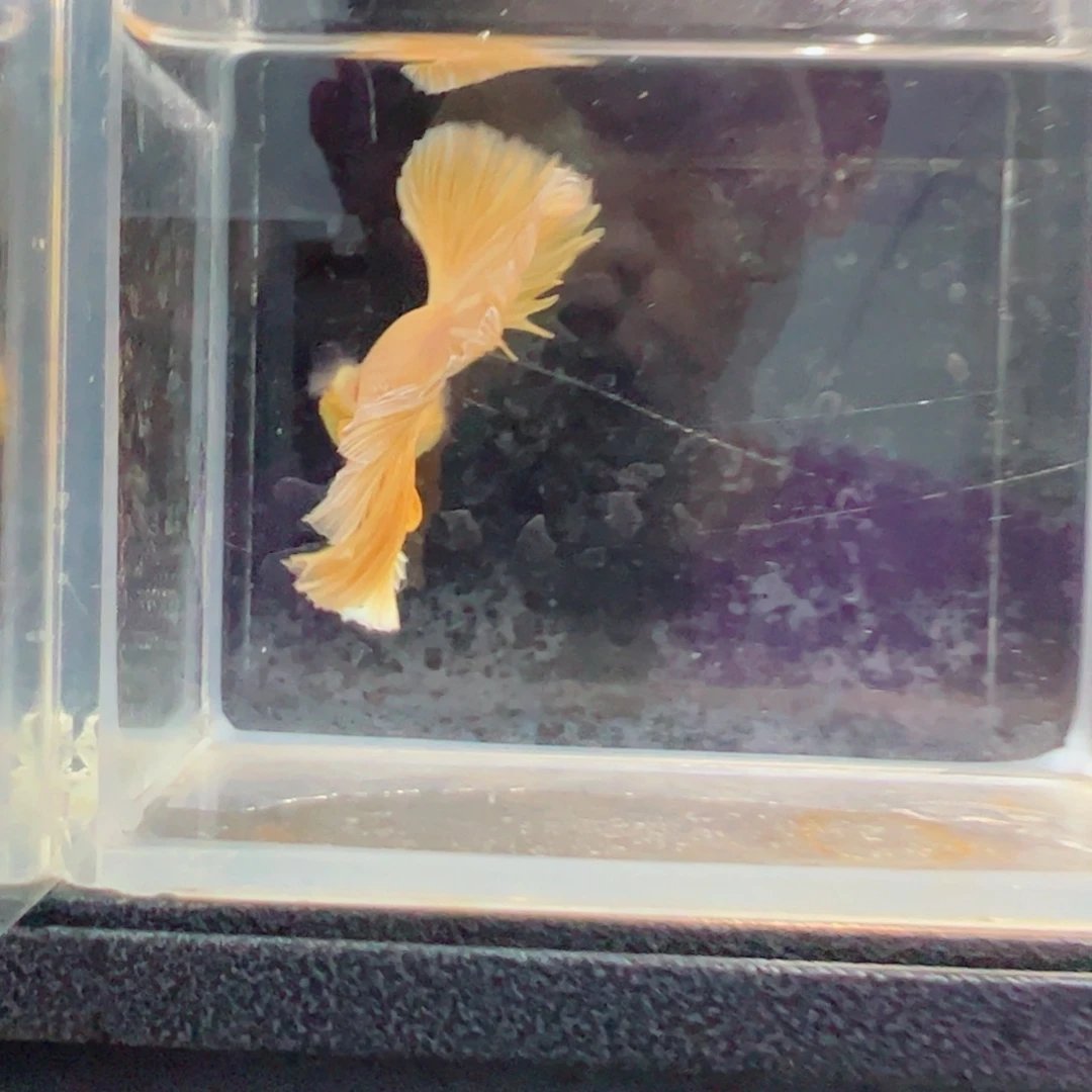 斗鱼浅色仙仙裙特殊尾