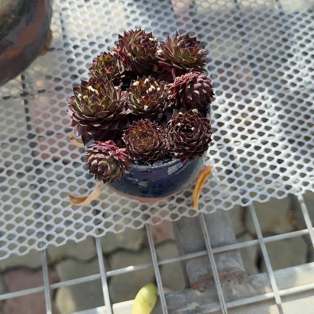 红钻带盆多肉植物