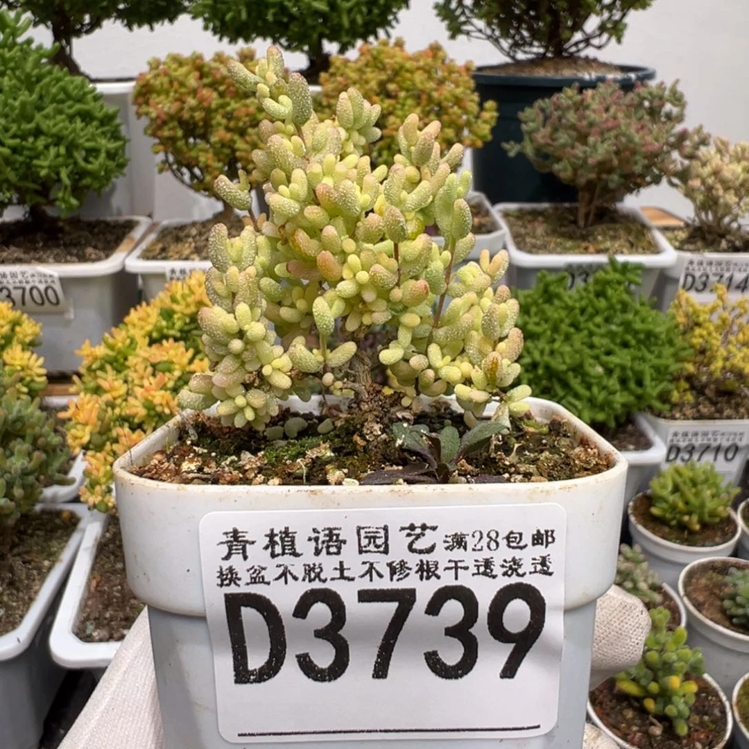 d3739米粒全锦不退锦