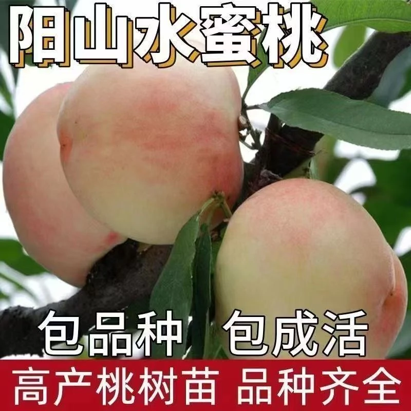 桃子树苗正宗阳山早熟水蜜桃苗新品种特大嫁接桃树苗南北方种植当