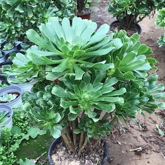 阿***提绿法师多肉植物000000024