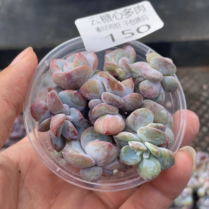 云糖心多肉植物150