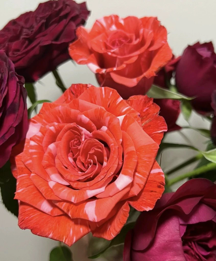 朵拉园艺【野猫】新品条纹大切花玫瑰月季花苗