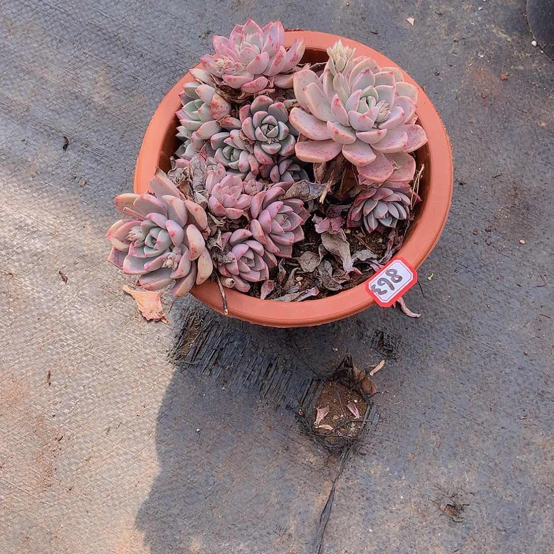 一物一拍多肉863红粉佳人