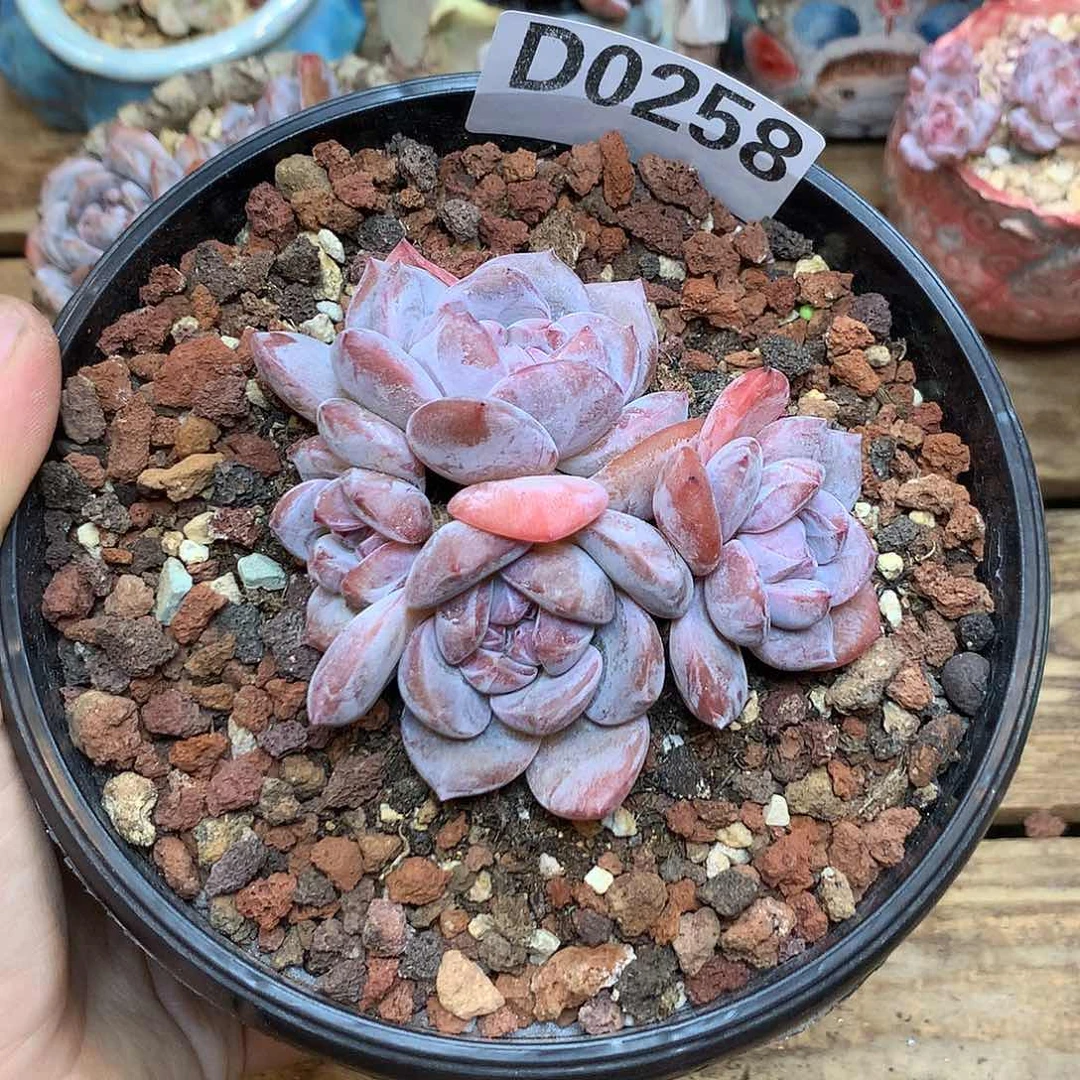 D0258 星影 自然群 无砍