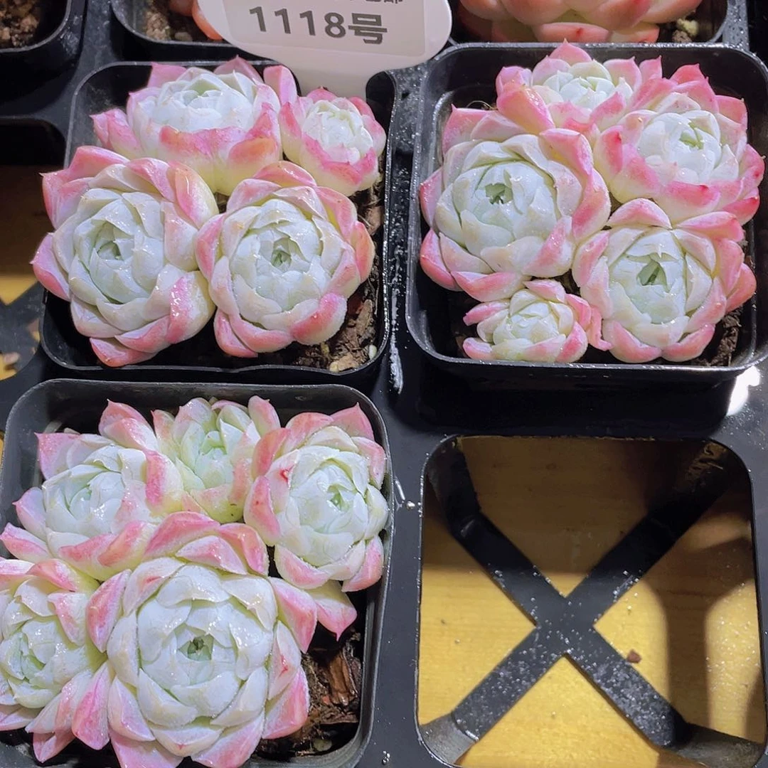 1118号 精品白月光多头群一颗