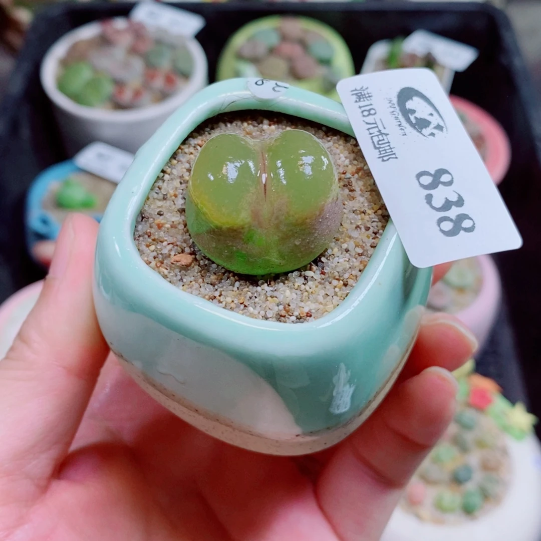 生石花花花花花838