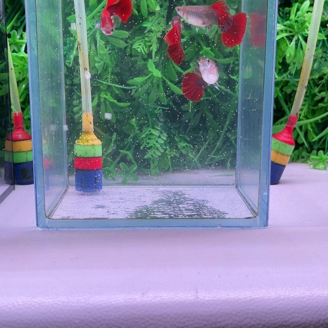 香***毒黑玛丽鱼大背折扇2对