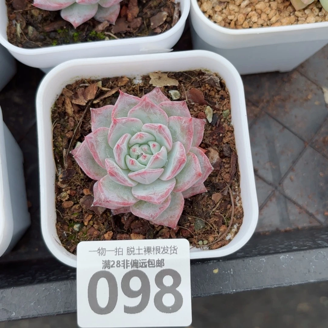 粉蓝鸟单头无盆土发货