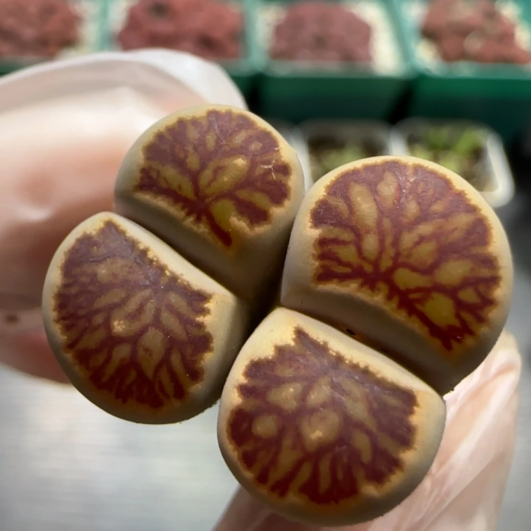 10.30 福利红窗菊长腿 5019