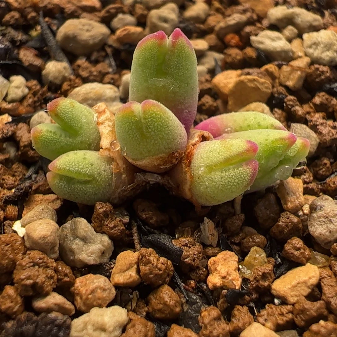 088猪蹄多肉植物百科