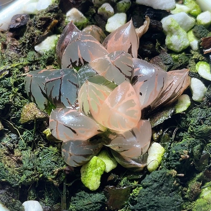 776水晶实生锦特选福利