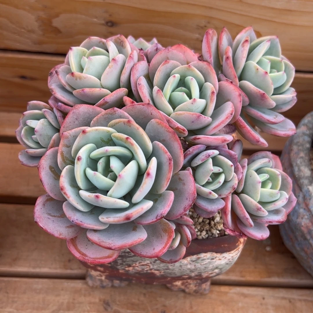 漂**?白月光多肉植物好看