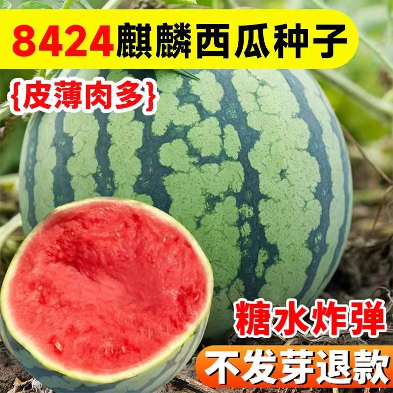 嫁接冰糖麒麟西瓜苗8424无籽西瓜盆栽甜瓜种子孑四季种植甜西瓜