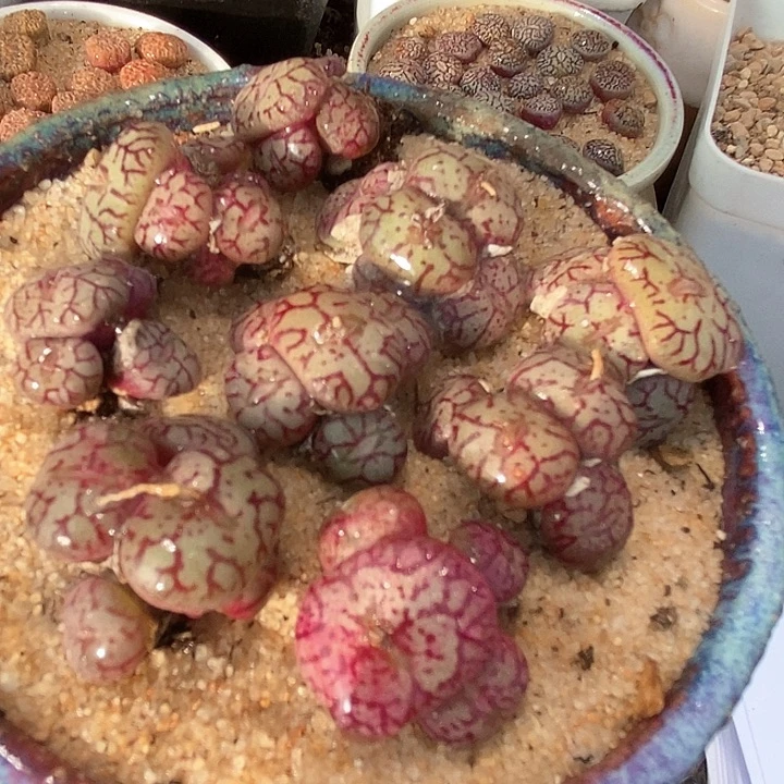 16621群生猴脸清姬一颗