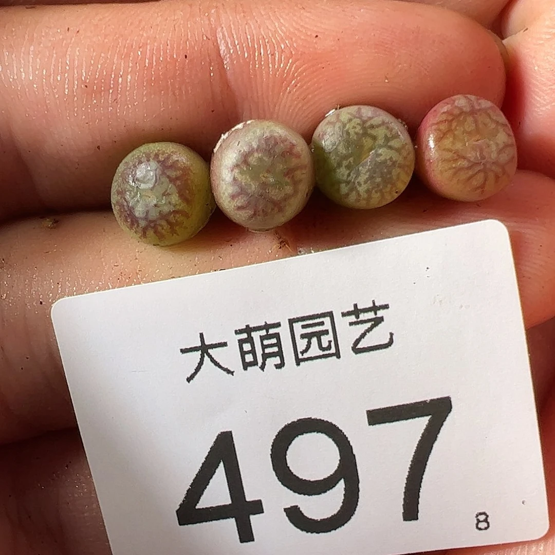 0000497 一物一拍……