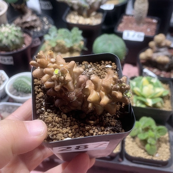 287蛮鬼塔厚墩菊，