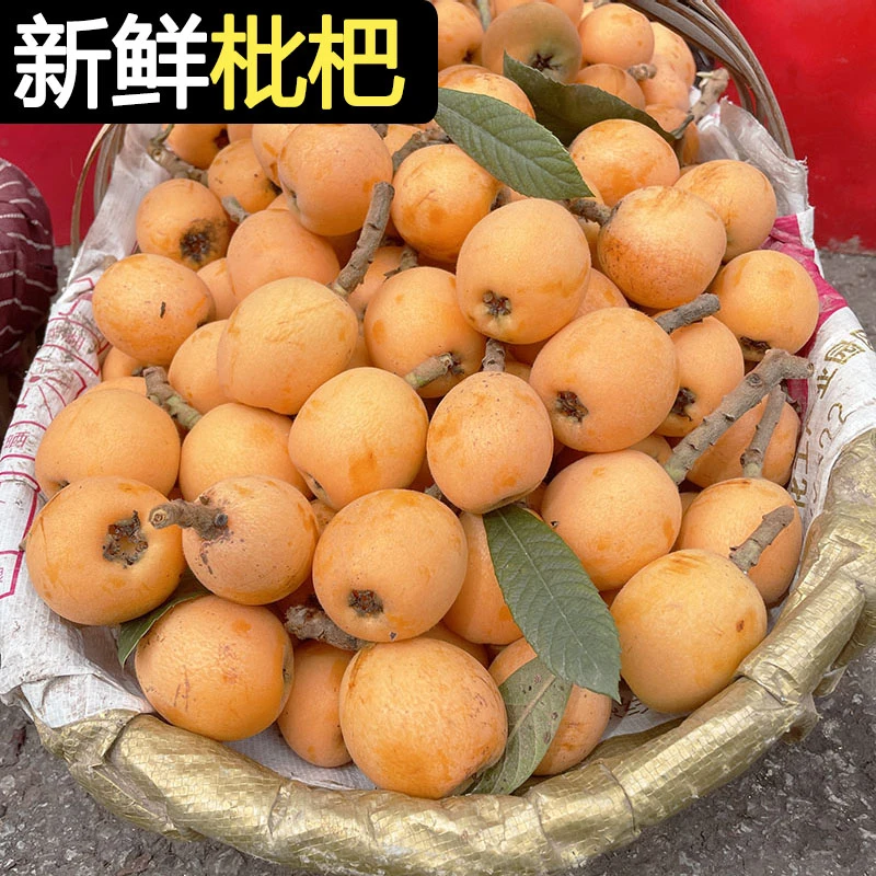 【顺丰/京东快递】四川高山枇杷果新鲜水果大五星枇杷X