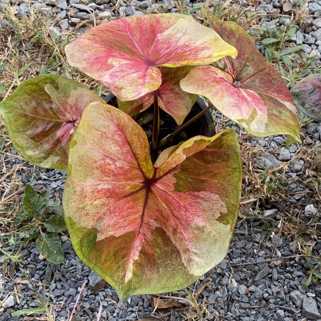 无花朵D274月亮光辉