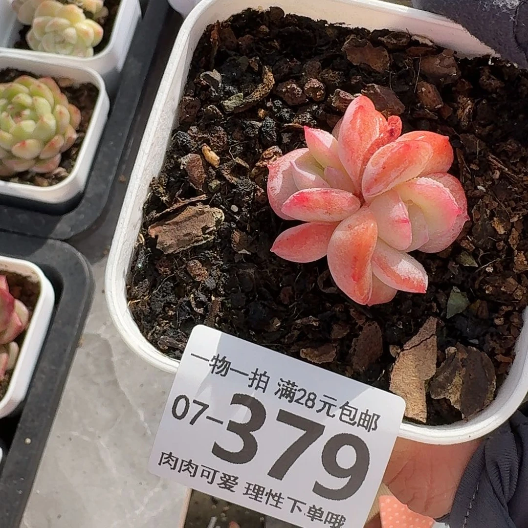 石化桔子冰无盆土发货无