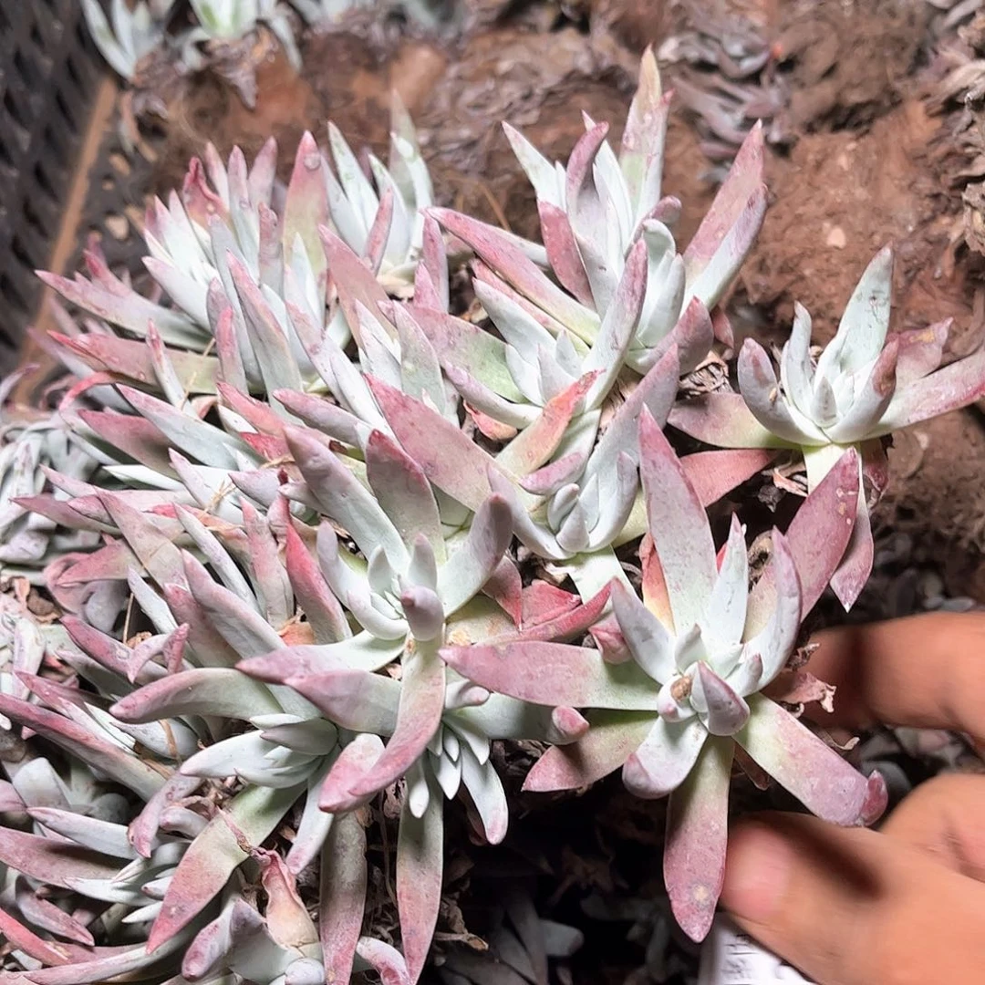 6129刘丹白菊仙女杯多肉