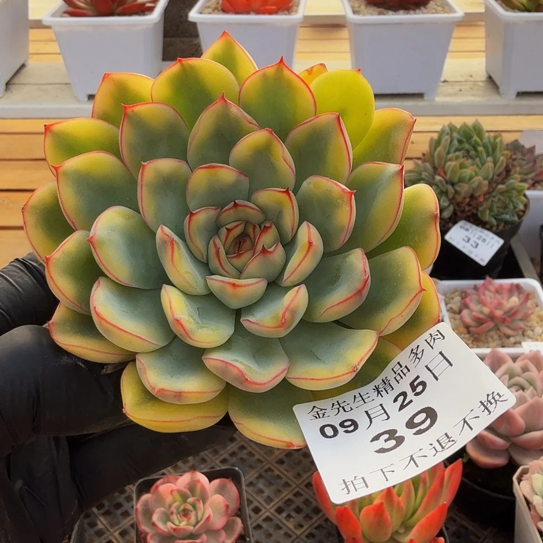 0925-39荷花黄锦单头
