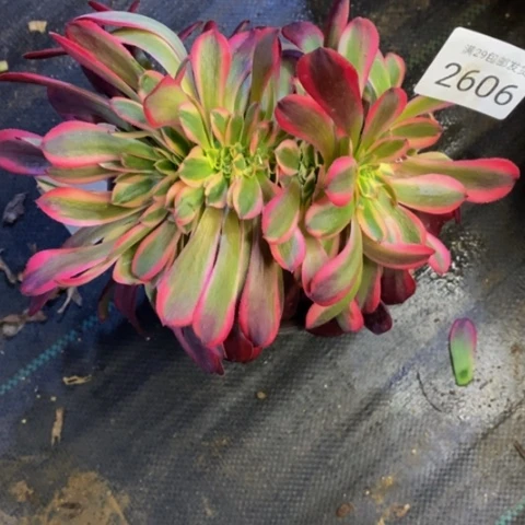 美杜莎多肉植物2606