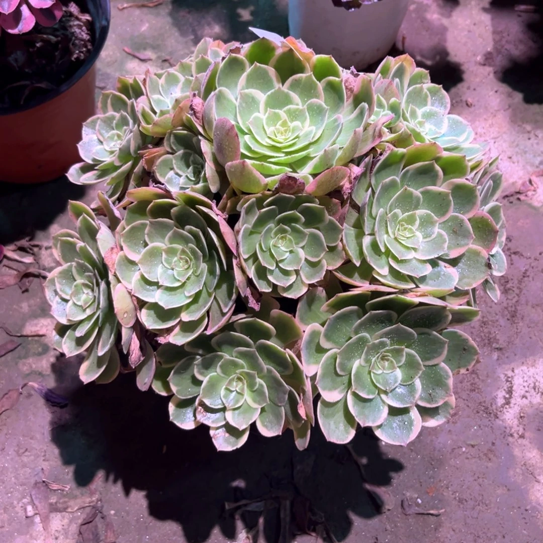 多肉植物粉花妖0053