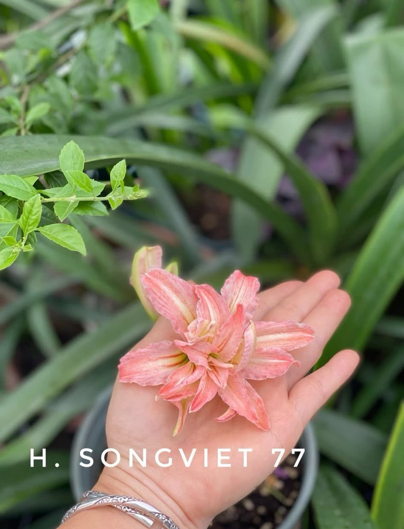S孤挺花园 Sv77（新品）裸球