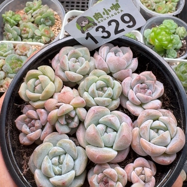 无花朵多肉植物多肉植物