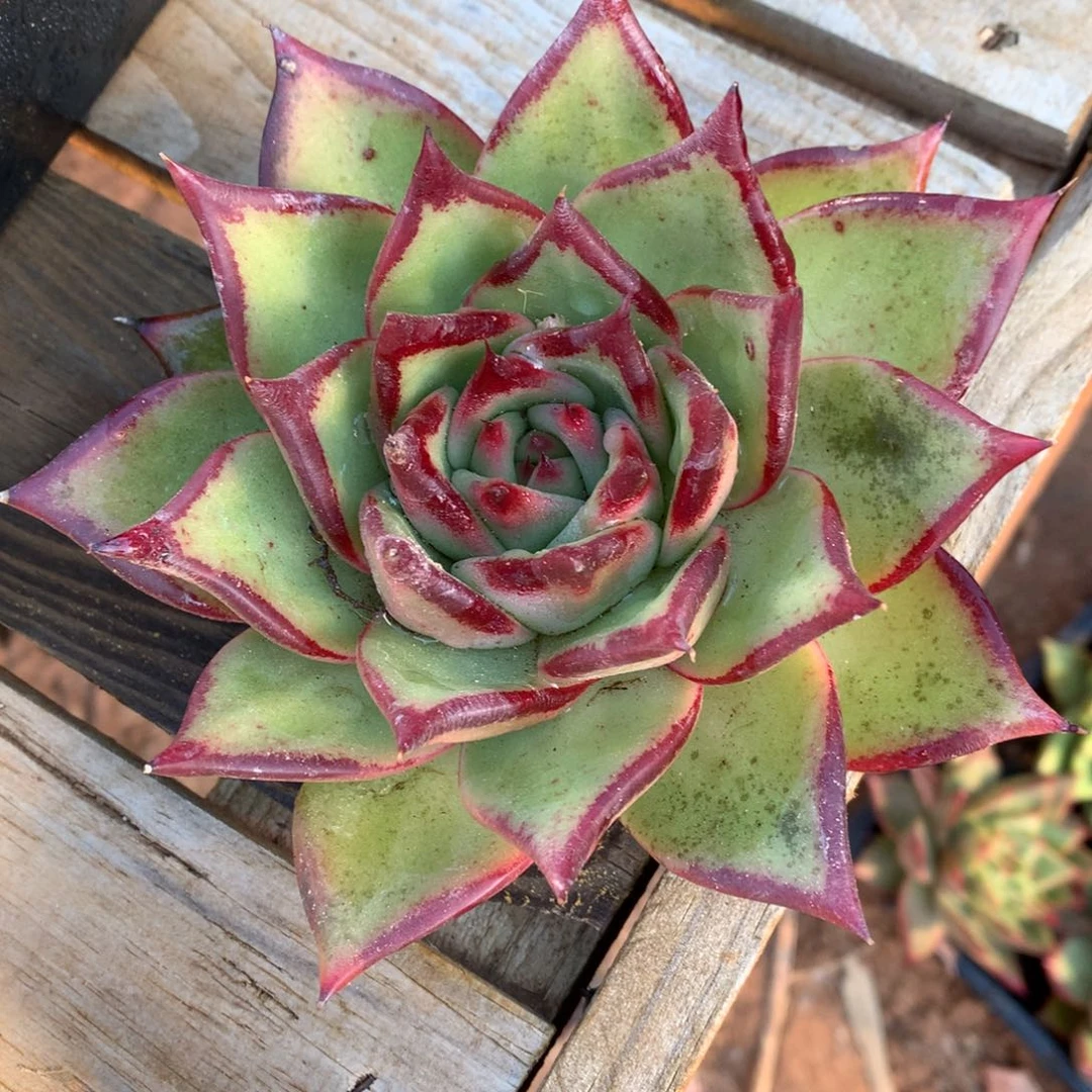 30包邮，断枝不包售后