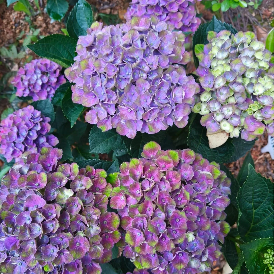 【夏洛特】云南绣球带花苞发货绣球花盆栽室内庭院基地直发好养易活