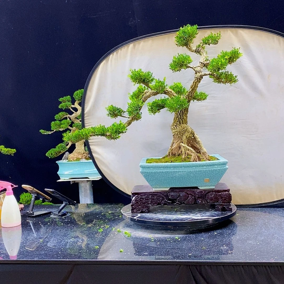 无花朵黄杨盆景造型