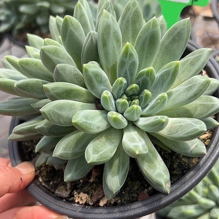 70青花带盆一个多肉