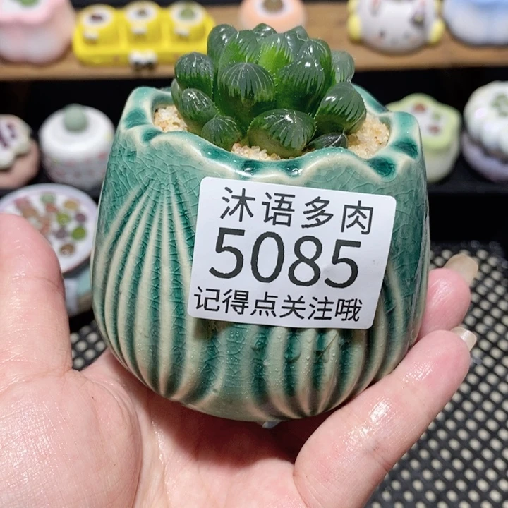 带盆土植物 一物一拍 5085
