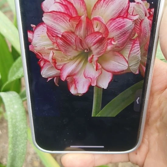 完全开放蔓越莓4+