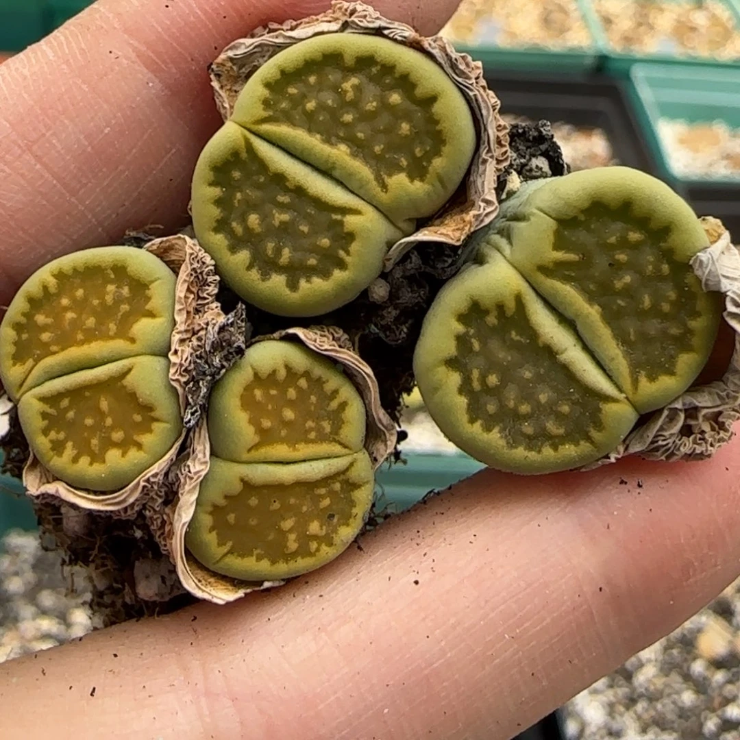 菲***菲8.9。    黄巴厘。   9050